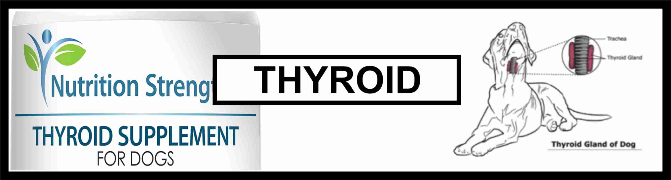 BOUVIER DES FLANDRES HEALTH THYROID